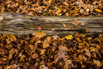 autumn fallen leaf on ground forest lake