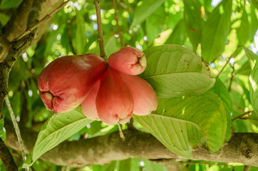 Unripe Bunch Otaheite Apple