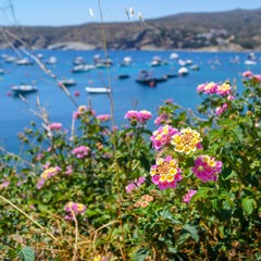 Obraz premium flowers in the bay