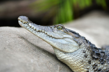 Freshwater crocodile ( Crocodylus mindorensis ) living in Philippine.
