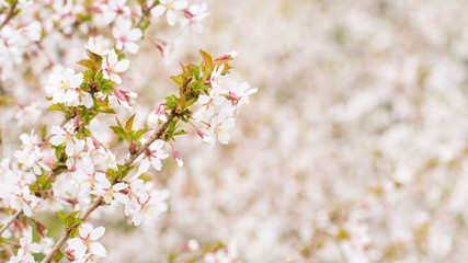 Branch with blossoms Sakura. Abundant flowering bushes with pink buds cherry blossoms in the spring. Prunus incisa. Long width banner