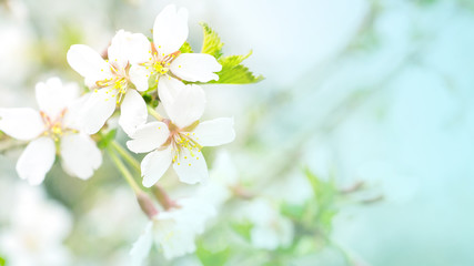 Flowers of cherry blossom in the soft pink light, sacura with bokeh and filters, floral background. Long width banner