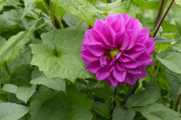 Obraz premium Dahlia flower Pink, yellow and white fresh photo. Picture in color emphasizing the light different colours and yellow white highlights. Flower center in the in the middle of the square frame