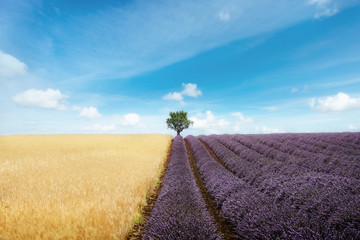 Lavender and wheat field with tree