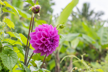 Dahlia flower Pink, yellow and white fresh photo. Picture in color emphasizing the light different colours and yellow white highlights. Flower center in the in the middle of the square frame