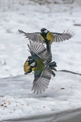feeding birds in winter