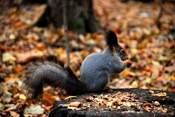 Naklejka na ściany i meble squirrel on stump in autumn park
