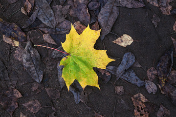 yellow maple leaf lies on dry leaves close up