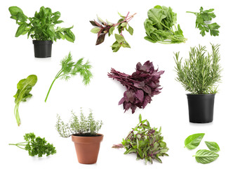 Different fresh herbs on white background