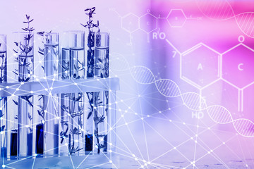 Test tubes with plants in holder on blurred background