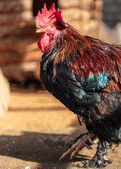 Portrait of a rooster on a farm
