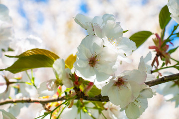 sakura flowers spring sunny day in the park