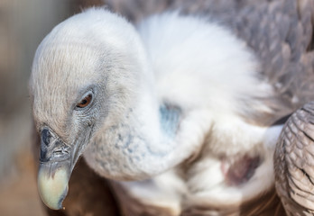 Portrait of a vulture at the zoo