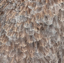Ostrich feathers as an abstract background