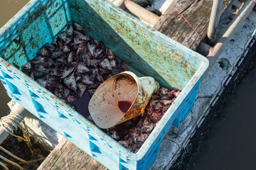 Cut head of dead fish in blue square fiberglass tank ready for fish feeding Thailand. Trip to Thailand.