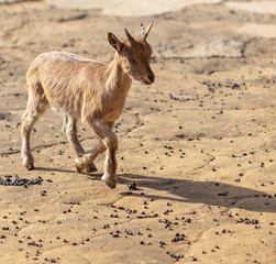 Portrait of a mountain goat in a zoo