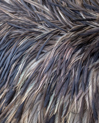 Ostrich feathers as an abstract background