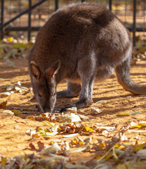 Kangaroo in the park in autumn