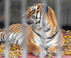 Portrait of a tiger behind a fence at the zoo