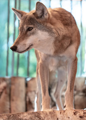 Portrait of a wolf at the zoo