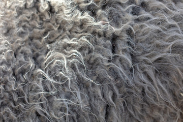 Sheep wool as abstract background