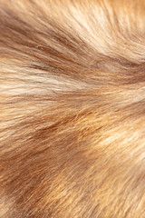 Wool goat as abstract background