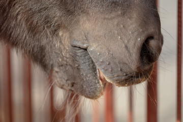 The nose of a black horse in the park