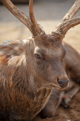 Portrait of a deer in the park