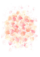 Pink petals of rose on white background watercolor hand painting for decoration on Valentine's day and wedding event.