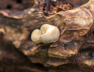 Mushroom mushrooms grow on a tree