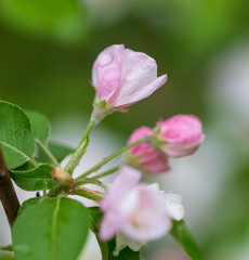 Obraz premium Flowers on the branches of apple trees in spring