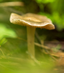 Inedible mushroom in the forest