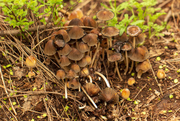 Inedible mushrooms in the forest