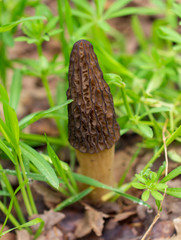 Morel mushroom in the forest