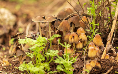 Inedible mushrooms in the forest