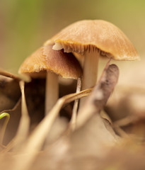 Inedible mushrooms in the forest