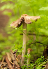 Inedible mushroom in the forest