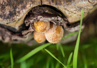 Mushroom mushrooms grow on a tree
