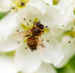 Bee on a white flower on a tree in spring