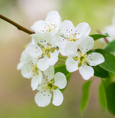 Flowers on pear branches in spring