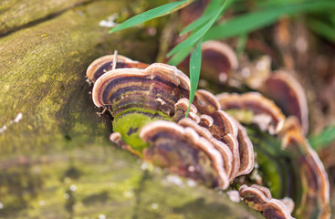 Mushroom mushrooms grow on a tree
