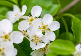 Flowers on pear branches in spring