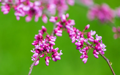 Beautiful purple flowers on a tree in spring