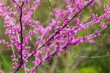 Beautiful purple flowers on a tree in spring