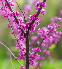 Beautiful purple flowers on a tree in spring