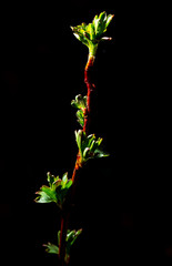 Leaflets on a tree bud on a black background