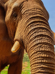 26 African Elephant close encounter sanctuary trunk and tusk