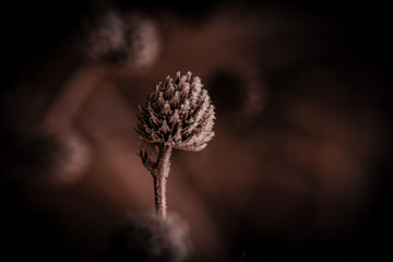 Winterblume
