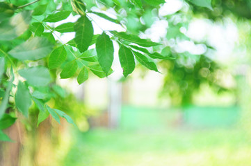 Fototapeta na wymiar Image of many emerald green walnut leaves