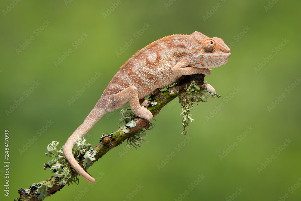 Aufkleber A full length portrait of a chameleon climbing up a branch with a plain green background. Its tail  wrapped around the branch